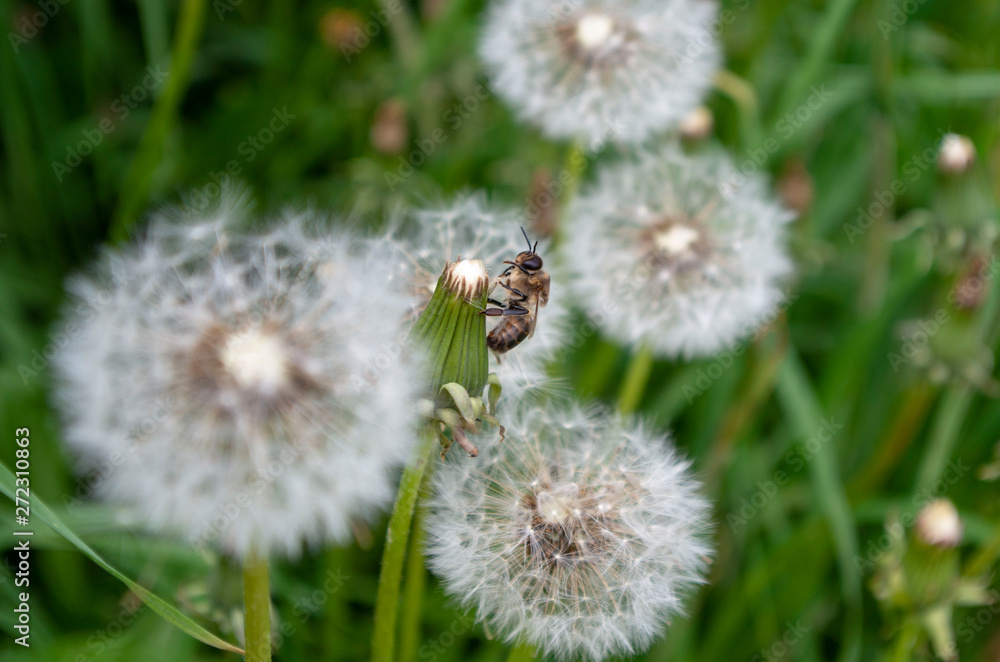 A large number of blooming dandelions among the grass. A large number of blooming dandelions among the grass.