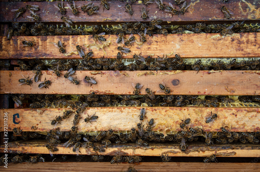 A man pulls out of the hive frame with honey and bees. A man pulls out of the hive frame with honey and bees.