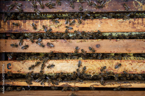 A man pulls out of the hive frame with honey and bees.