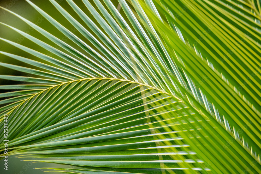 leaf of palm tree leaf of palm tree