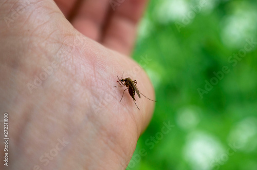 The mosquito drinks the blood from his hands