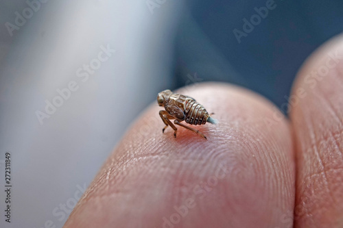 Insekt - Nymphe einer Käferzikade