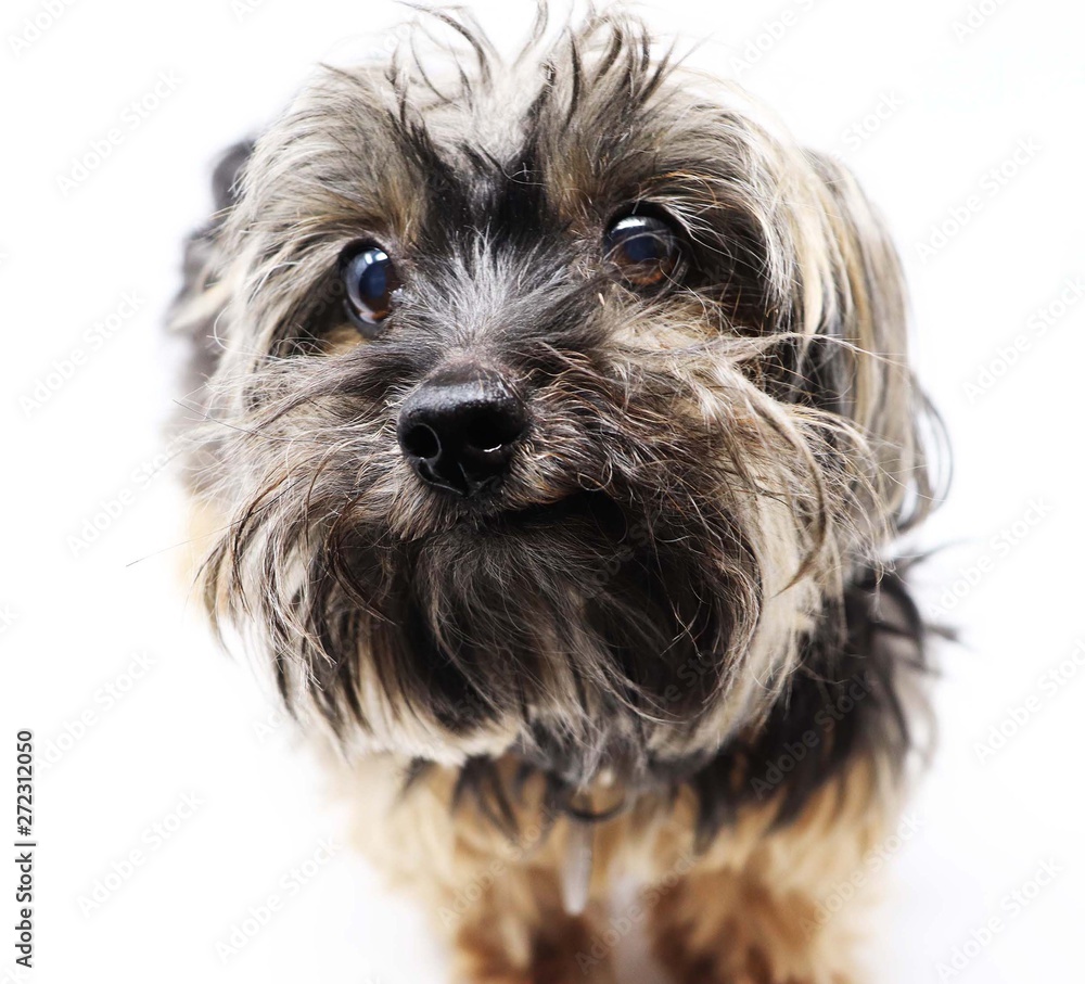 Did someone say treat?