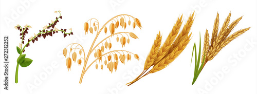 Realistic cereals. Oat wheat rice and barley ears, 3D agricultural healthy food and harvest seeds. Vector isolated grains crops set