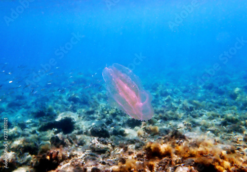 Sea walnut comb jellyfish - Mnemiopsis leidyi