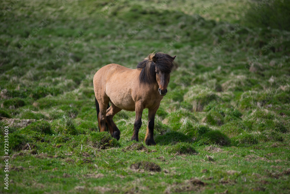 Icelandic horses in the highlands, Iceland Icelandic horses in the highlands, Iceland