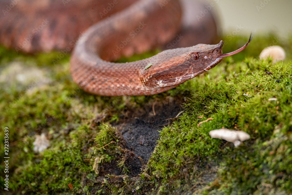 Fototapeta premium Snake