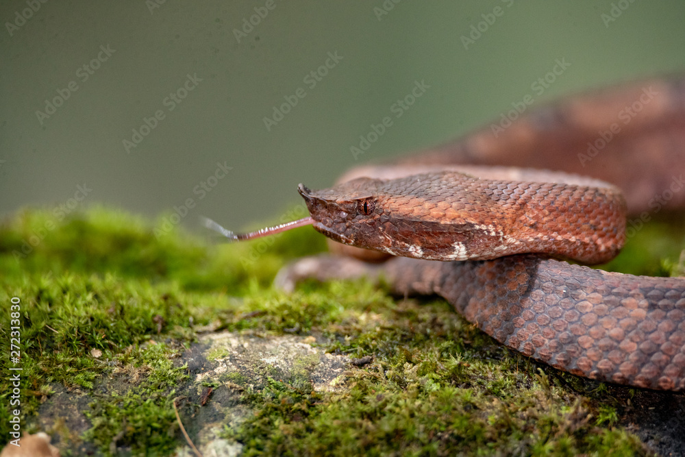Obraz premium Snake