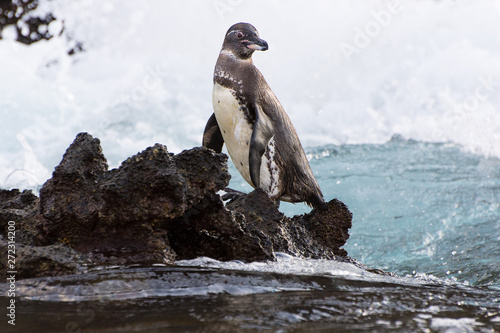 Galapagos Penguin (Spheniscus mendiculus) standing on a rocky shore as waves break in the background. 