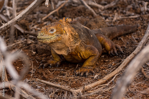 Galapagos Land Iguana