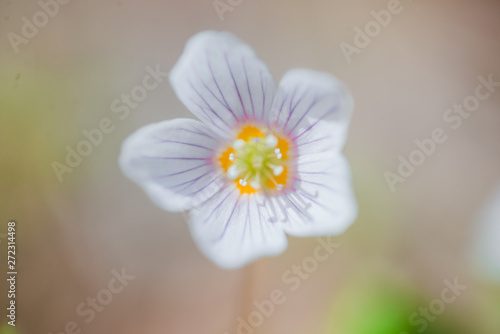 Spring flowers in the forest white