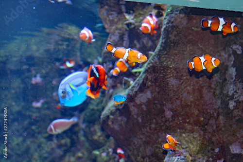 Clown Fish photo