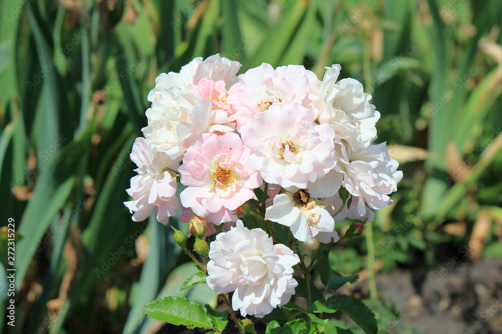 riot of flowers in the summer park riot of flowers in the summer park