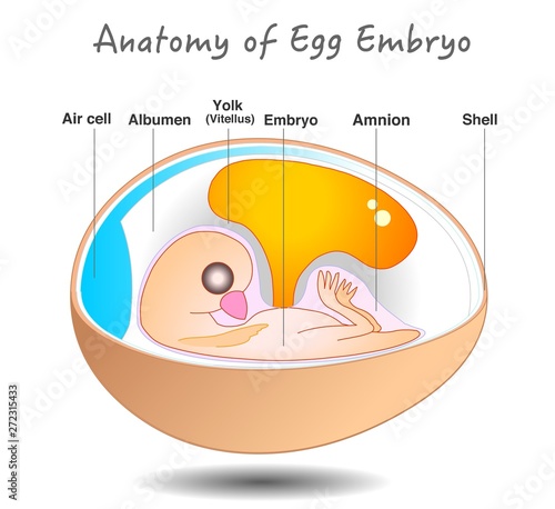 Egg  embryo anatomy.  Bird and chicken embryo diagram. Cross section. Egg embryo. Detailed birds and chickens reproductive system. Simple annotated. White background. 2d vector.  illustration. 