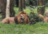 Lion, a muscular, deep-chested male cat with a short, rounded head, a reduced neck and round ears, and a hairy tuft at the end of its tail. Portrait of lying male lion