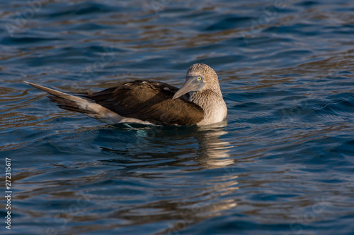 Adult Blue Footed Booby (Sula nebouxii) swimming in the sea in the Galapagos Islands, Ecuador.