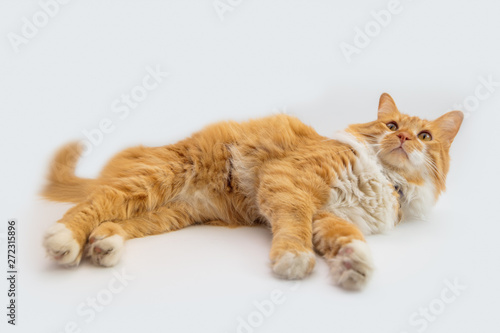 orange cat lying on its side on white background