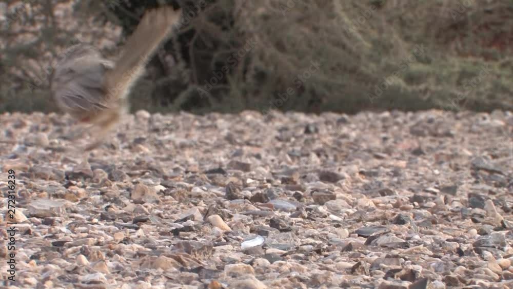Arabian Babbler on the grond, Arava Valley Israel Arabian Babbler on the grond, Arava Valley Israel