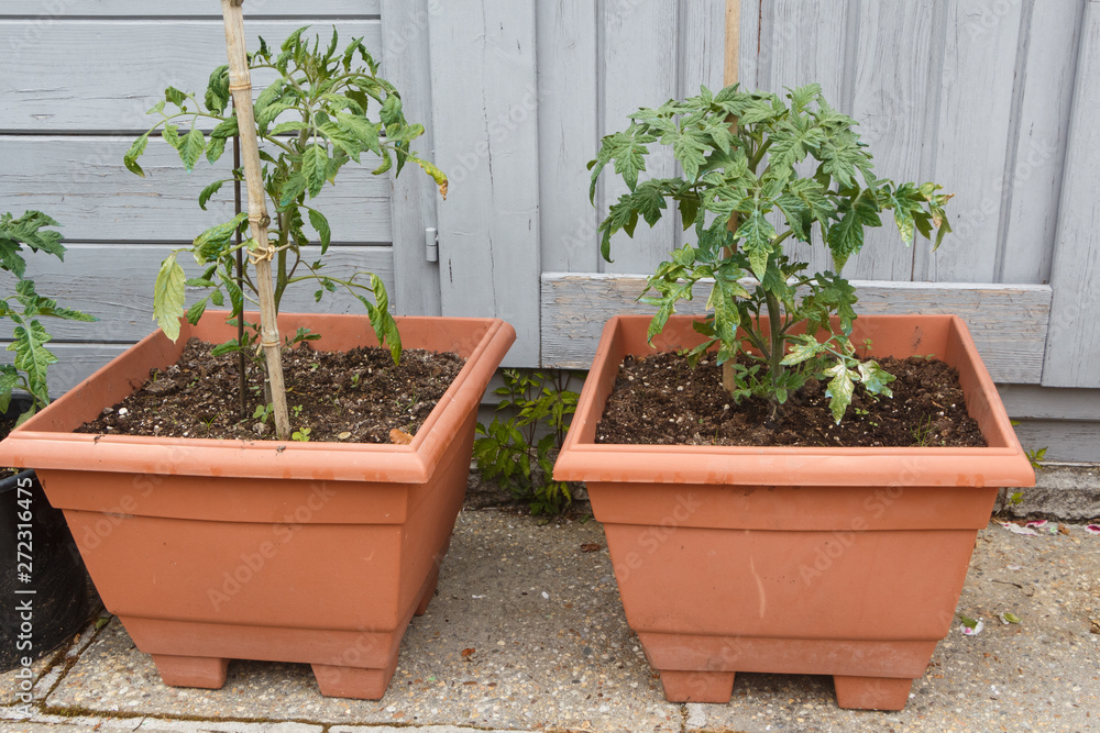 Tomatoes plant growing in plastic box in a garden during spring