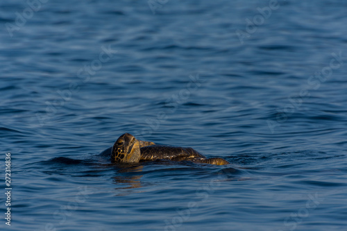 Galapagos Green Sea Turtles (Chelonia agassizii) mating in the ocean off the coast of the Galapagos Islands, Ecuador.