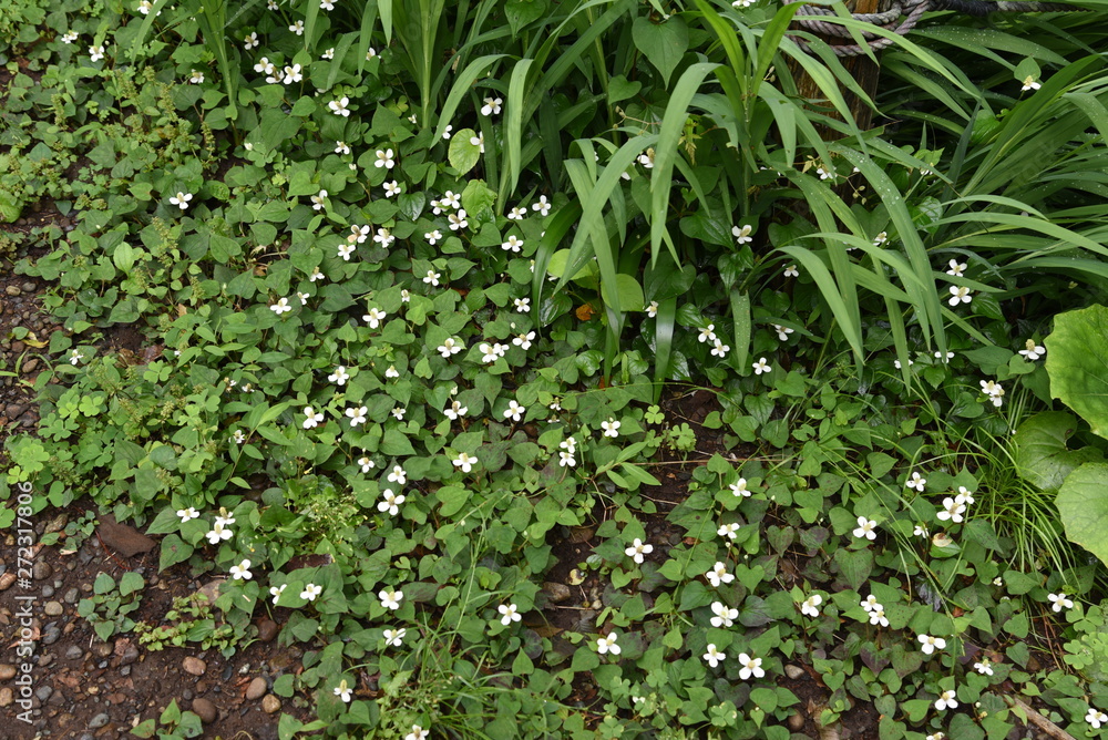 Houttuynia cordata has a strong odor, but it is also used in ingredients. Houttuynia cordata has a strong odor, but it is also used in ingredients.