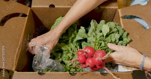 Woman's hands picking out fresh organic vegetables from a farmers market box photo