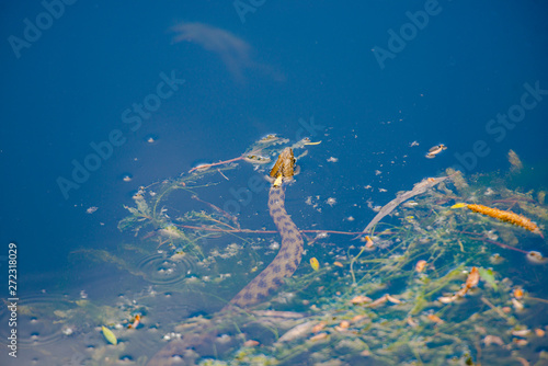 Wild snake in the water