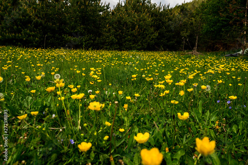 Fototapeta Naklejka Na Ścianę i Meble -  yellow flower field of dandelions