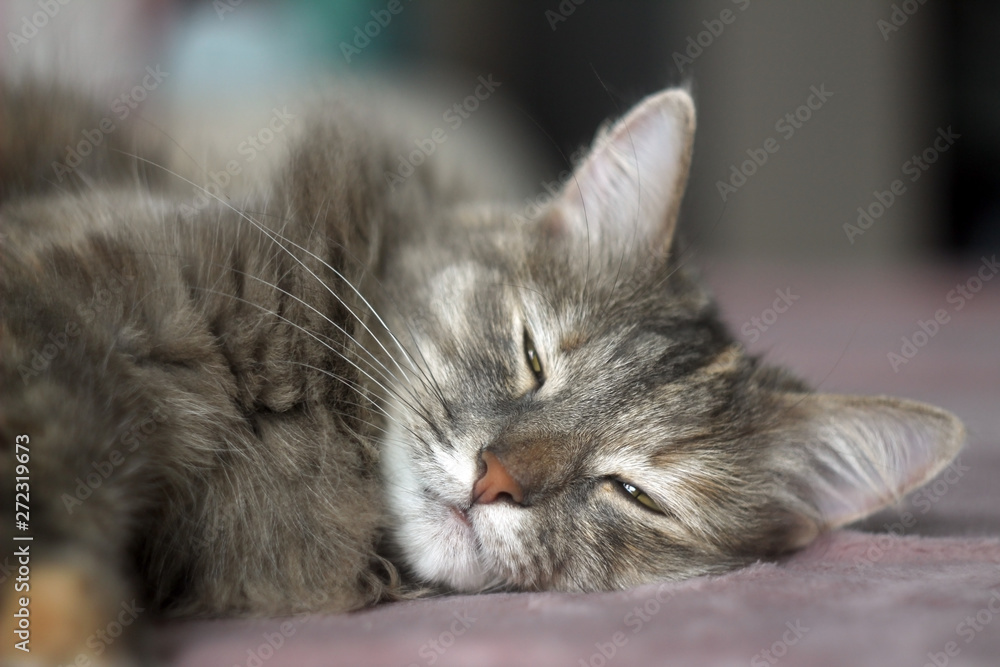 photo of a gray dormant cat with parted eyes