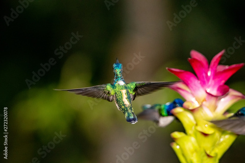 Hummingbird © Casey