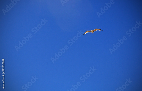 Seagull flying through a blue sky