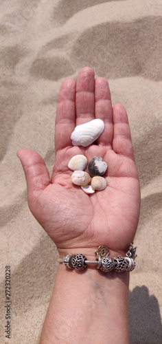 Muszelki znalezione na bałtyckiej plaży photo