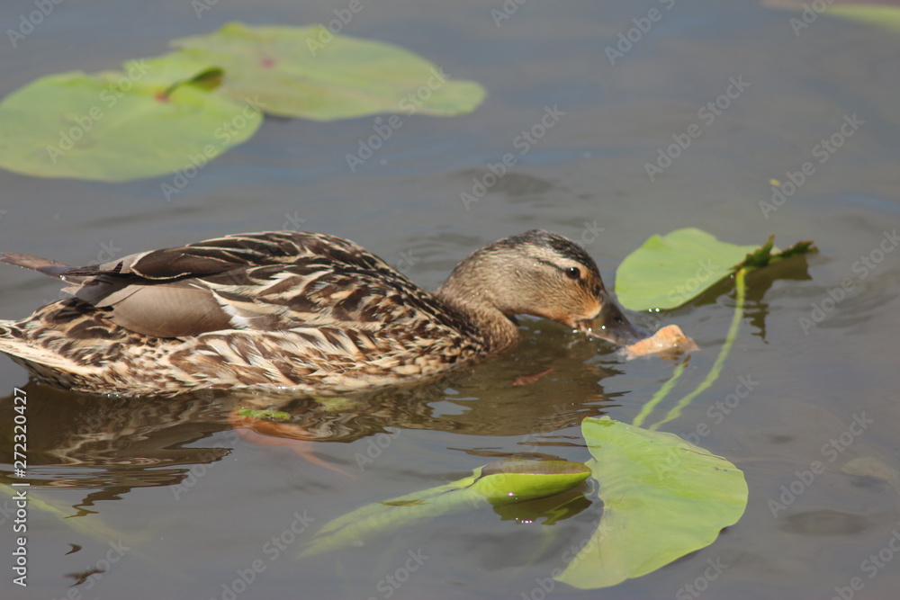 Obraz premium Ducks on the water