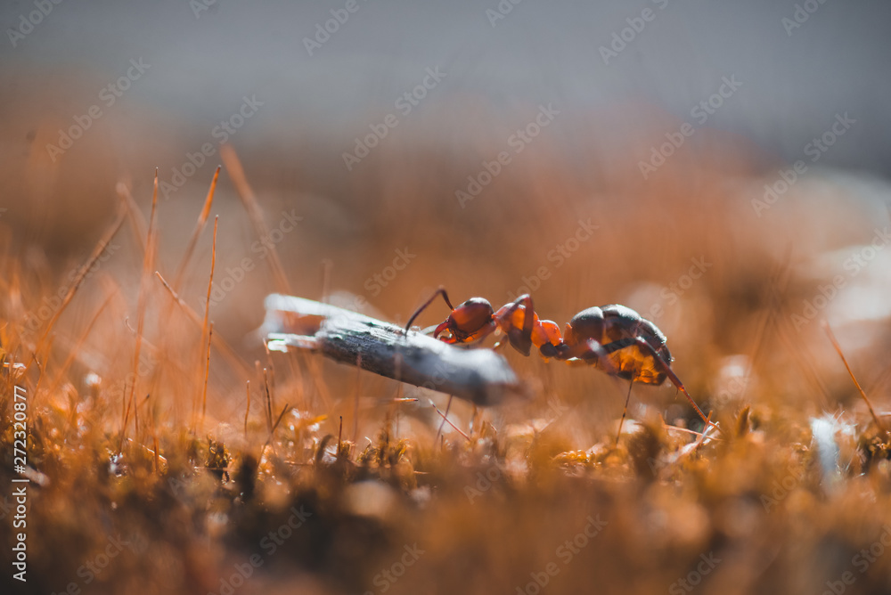 Macro photo of ants crawling on moss in the forest