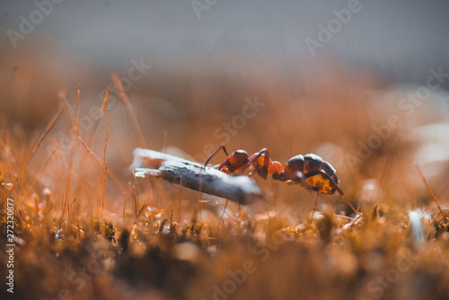 Obraz na płótnie Macro photo of ants crawling on moss in the forest w salonie