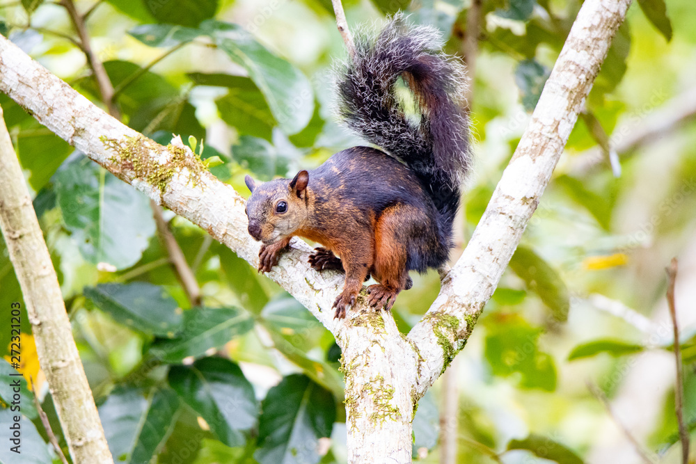 Obraz premium squirrel on tree