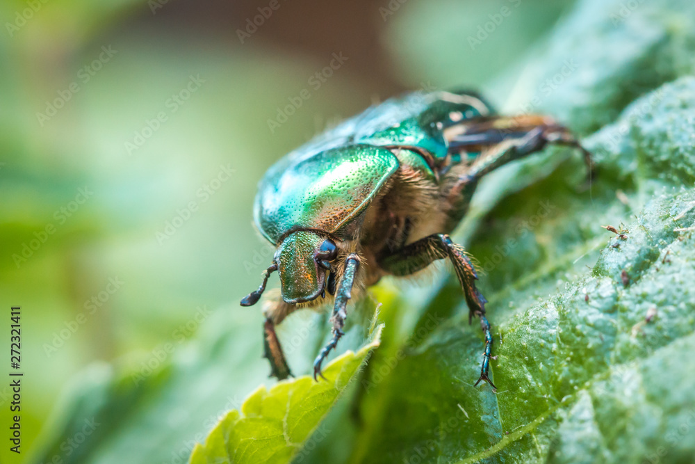 Naklejka premium Cetonia aurata, called the rose chafer or the green rose chafer. A beetle on a green leaf.