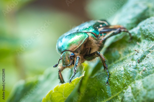 Valokuva Cetonia aurata, called the rose chafer or the green rose chafer