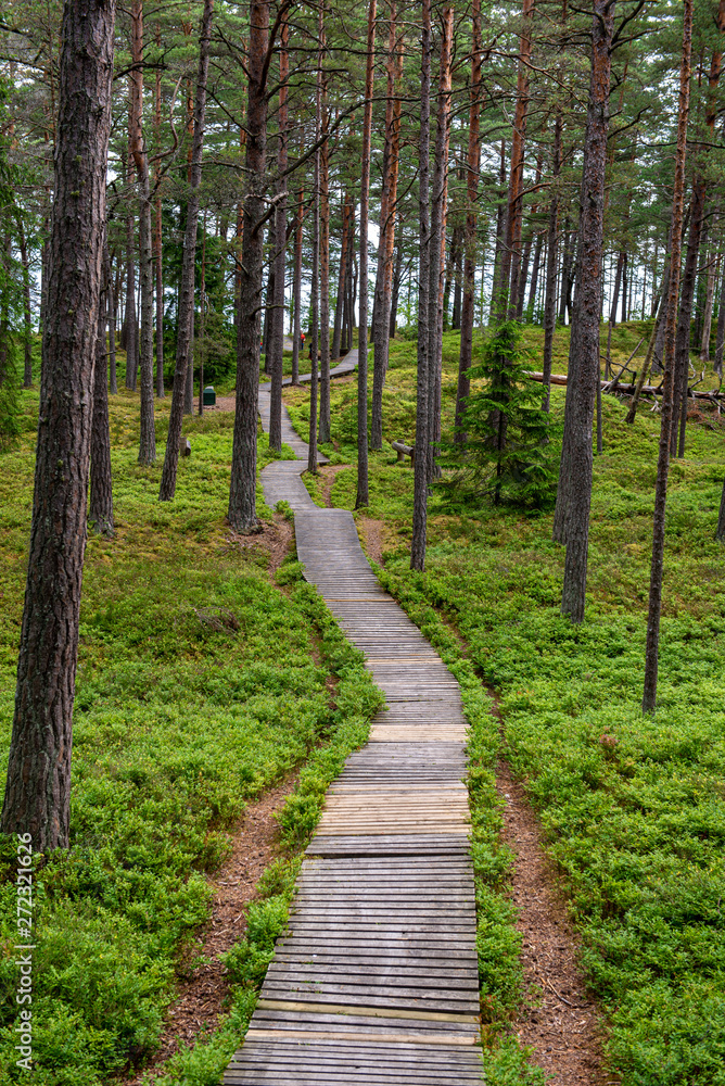 Obraz premium sunny summer hiking trail footpath in the woods for tourists