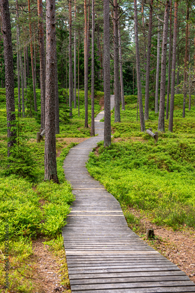 Obraz premium sunny summer hiking trail footpath in the woods for tourists