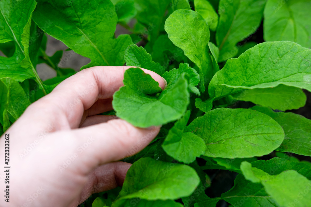 Photo of young sprouts of radish in the garden in the ground. Farm planting radish at the farmer's site. Planting vegetables in spring Photo of young sprouts of radish in the garden in the ground. Farm planting radish at the farmer's site. Planting vegetables in spring