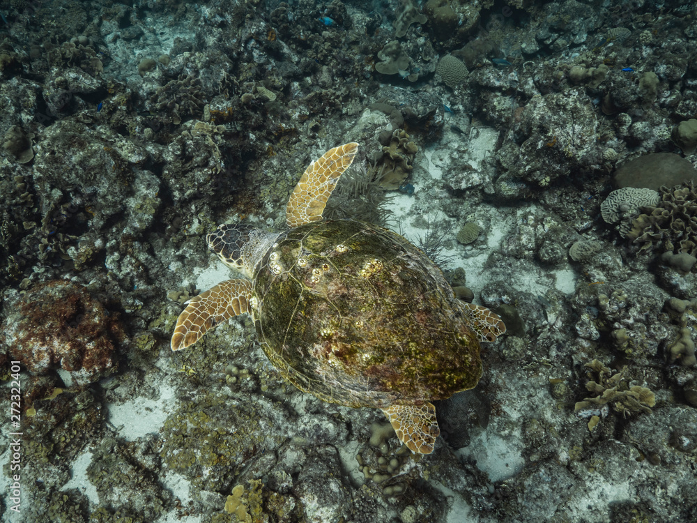 Loggerhead Sea Turtle in coral reef of Caribbean Sea around Curacao Loggerhead Sea Turtle in coral reef of Caribbean Sea around Curacao