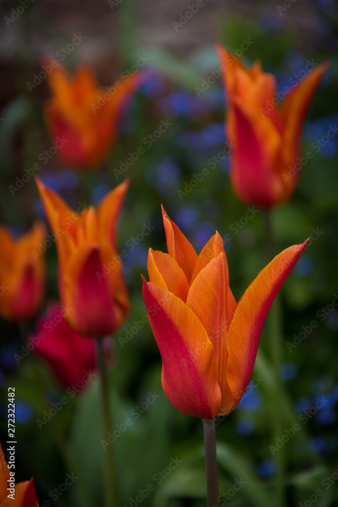 Fototapeta premium Orange tulips