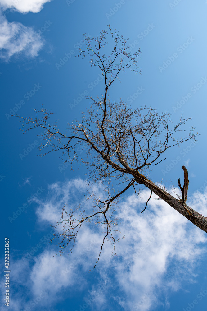 Obraz premium single large tree in the middle of green meadow pasture