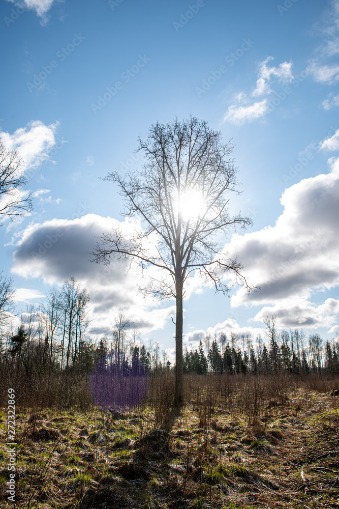 single large tree in the middle of green meadow pasture single large tree in the middle of green meadow pasture