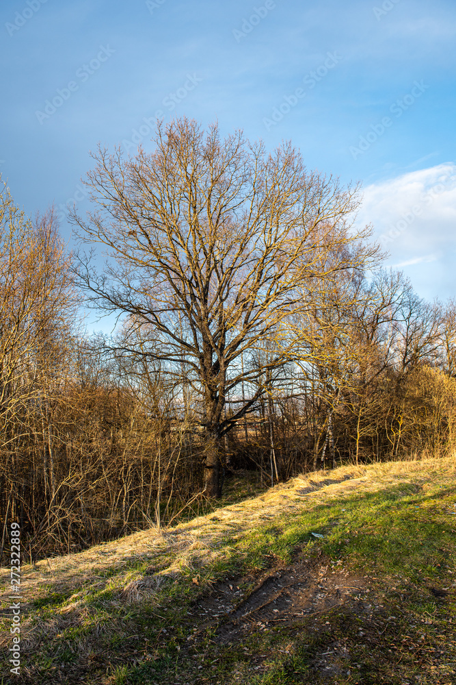 Fototapeta premium single large tree in the middle of green meadow pasture