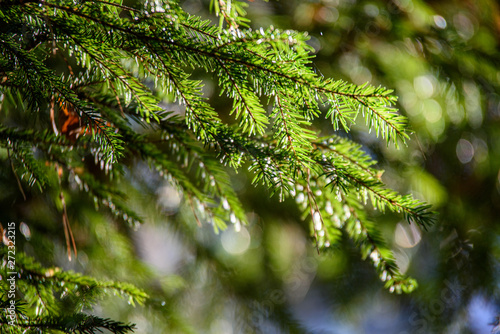 green wet spruce tree branches in nature with blur background