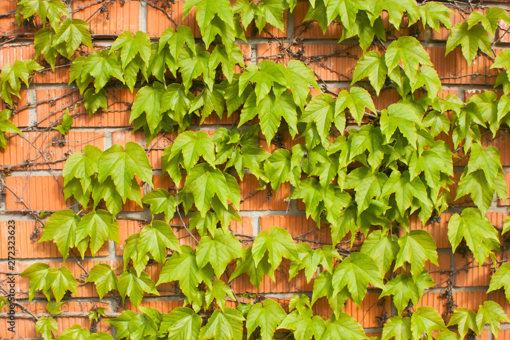 Fresh green leaves on a  red wall