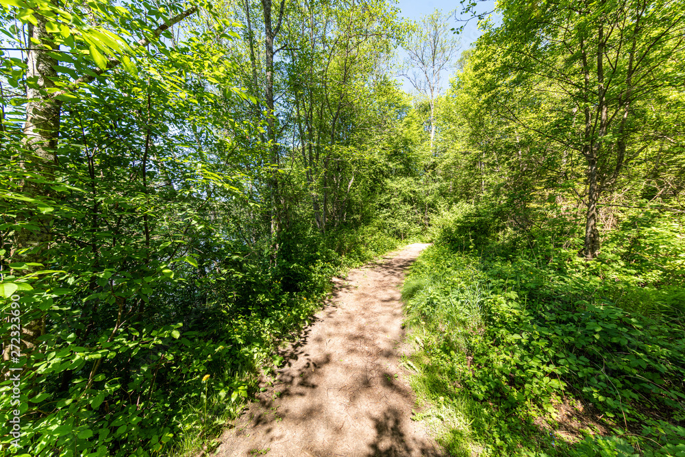 sunny summer hiking trail footpath in the woods for tourists