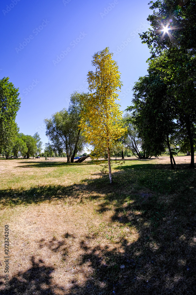 single large tree in the middle of green meadow pasture single large tree in the middle of green meadow pasture